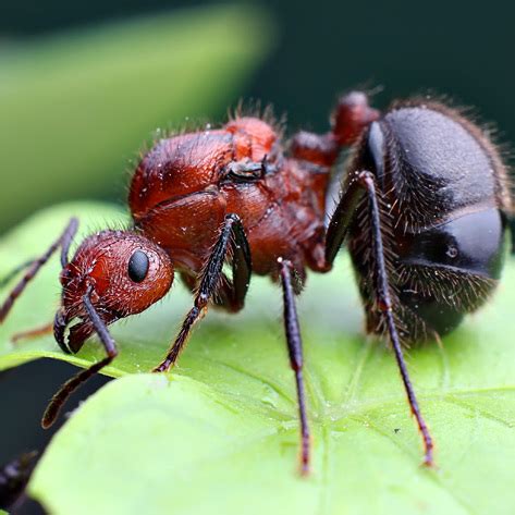 褐色脊紅蟻 商业风水